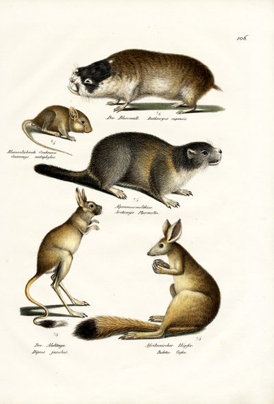 Dune Mole, 1824 by Karl Joseph Brodtmann